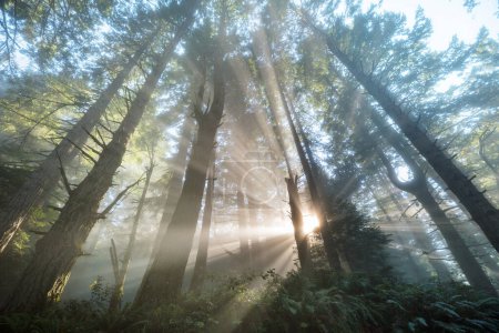 Téléchargez les photos : Rayons ensoleillés dans la forêt au lever du soleil - en image libre de droit