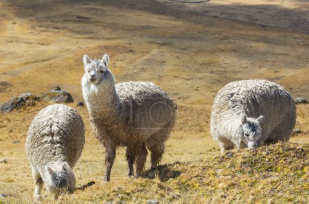 Photo for Peruvian alpaca in Andes, Peru, South America - Royalty Free Image