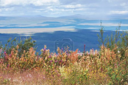 Photo for Colorful  autumn meadow in mountains. Natural background. - Royalty Free Image