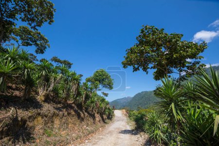 Téléchargez les photos : Plantations de café dans les hautes terres de Colombie, Amérique du Sud - en image libre de droit
