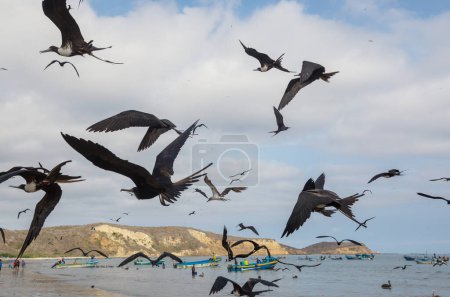 Foto de Fragatas y pelícanos volando en el cielo azul, Ecuador, costa del Pacífico - Imagen libre de derechos