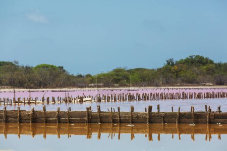 Foto de Lago salado con algas rosadas en México. Hermoso paisaje. - Imagen libre de derechos