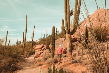 Wanderung unter den Kakteen in Arizona, USA