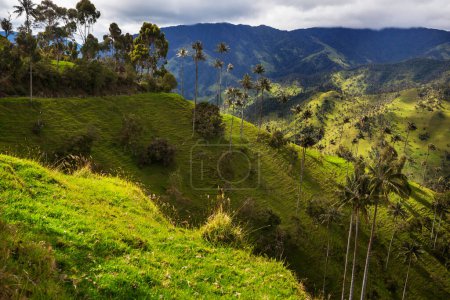 Foto de Inusual Valle del Cocora en Colombia, América del Sur. - Imagen libre de derechos