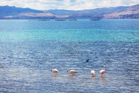 Téléchargez les photos : Flamant rose dans un magnifique lac de montagne - en image libre de droit