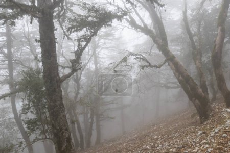 Photo for Magic misty forest. Beautiful natural landscapes. - Royalty Free Image