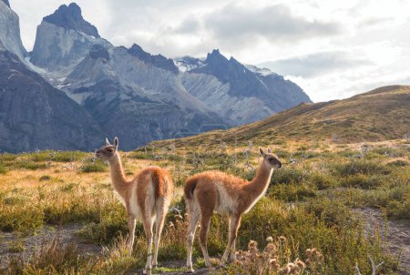 Photo for Wild Guanaco (Lama Guanicoe) in Patagonia prairie, Chile, South America - Royalty Free Image