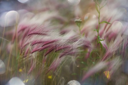 Téléchargez les photos : Plantes décoratives au printemps vert gaeden - en image libre de droit