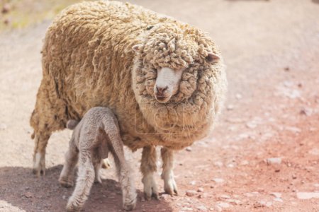 Téléchargez les photos : Moutons dans les prairies verdoyantes de montagne, scène rurale - en image libre de droit