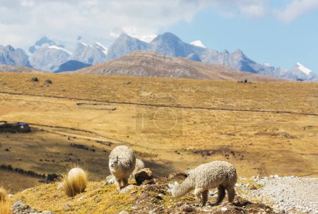 Téléchargez les photos : Alpaga péruvien en Andes, Pérou, Amérique du Sud - en image libre de droit