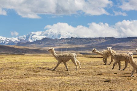 Foto de Alpaca peruana en Los Andes, Perú, América del Sur - Imagen libre de derechos