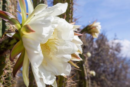Téléchargez les photos : Cactus en fleurs de près en Bolivie - en image libre de droit
