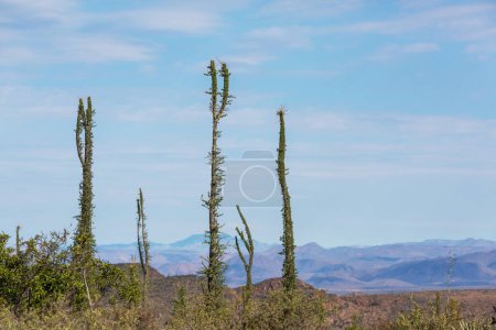 Téléchargez les photos : Champs de cactus en Colima, Basse-Californie - en image libre de droit
