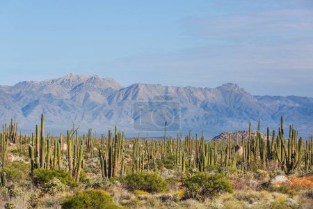 Foto de Campos de cactus en Baja California - Imagen libre de derechos
