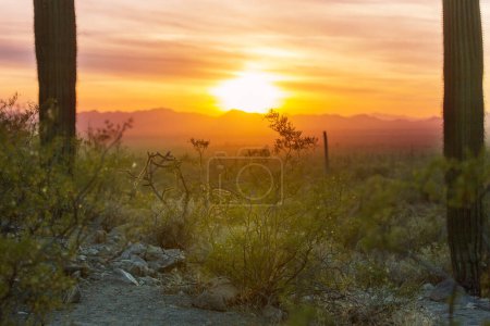 Téléchargez les photos : Champ de cactus dans une montagne au lever du soleil, Arizona, USA - en image libre de droit
