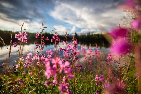 Foto de Hermosas flores silvestres en un prado verde en la temporada de verano. Fondo natural. - Imagen libre de derechos