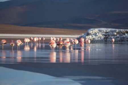 Photo for Flamingos in the lake of Bolivian Altiplano wildlife nature wilderness - Royalty Free Image