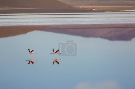 Téléchargez les photos : Flamants roses dans le lac de la nature sauvage bolivienne Altiplano - en image libre de droit