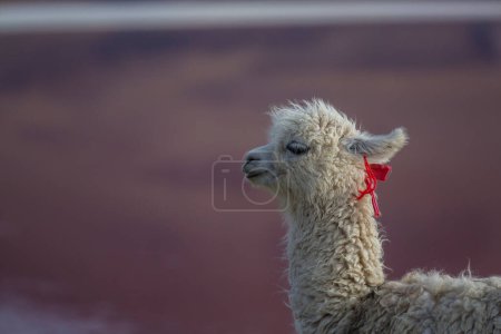 Foto de Linda alpaca en Andes, Bolivia, América del Sur - Imagen libre de derechos