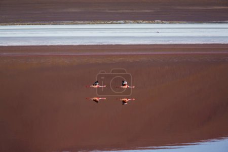 Téléchargez les photos : Flamants roses dans le lac de la nature sauvage bolivienne Altiplano - en image libre de droit