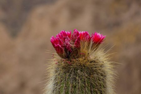 Foto de Cactus flores rojas en Los Andes - Imagen libre de derechos