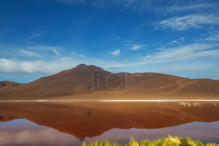 Photo for The surreal landscape in South America. Colorful Laguna Colorada  on the plateau Altiplano in Bolivia. - Royalty Free Image