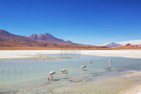 Foto de Flamenco en el lago del Altiplano boliviano naturaleza naturaleza naturaleza naturaleza - Imagen libre de derechos