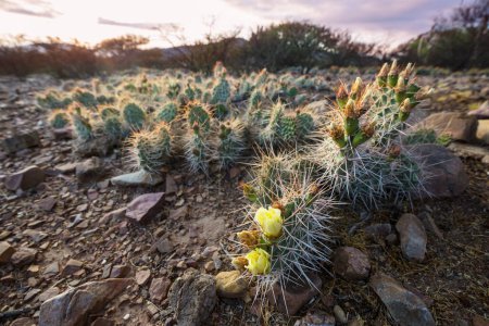Téléchargez les photos : Fleurs rouges de cactus dans les Andes - en image libre de droit