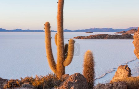 Photo for Big cactus on Incahuasi island, salt flat Salar de Uyuni, Altiplano, Bolivia. Unusual natural landscapes deserted solar travel South America - Royalty Free Image