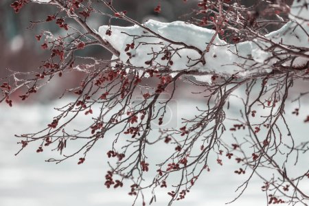 Foto de Pintoresco bosque cubierto de nieve en el invierno - Imagen libre de derechos