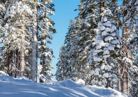 Téléchargez les photos : Forêt couverte de neige en hiver. Bon pour le fond de Noël. - en image libre de droit