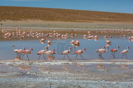 Foto de Flamenco en el lago del Altiplano boliviano naturaleza naturaleza naturaleza naturaleza - Imagen libre de derechos