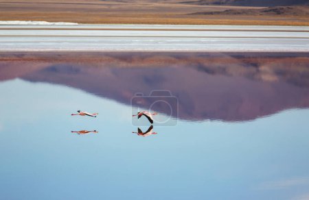 Téléchargez les photos : Flamant rose dans le lac de l'Altiplano bolivien faune nature sauvage - en image libre de droit