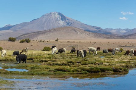 Foto de Llama en zona remota de Bolivia - Imagen libre de derechos