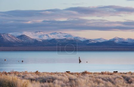 Foto de Formaciones inusuales del lago Mono al amanecer - Imagen libre de derechos
