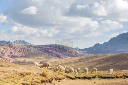 Foto de Linda alpaca en Andes, Bolivia, América del Sur - Imagen libre de derechos