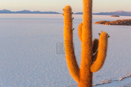 Photo for Big cactus on Incahuasi island, salt flat Salar de Uyuni, Altiplano, Bolivia. Unusual natural landscapes deserted solar travel South America - Royalty Free Image