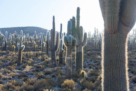 Téléchargez les photos : Forêt de cactus dans une montagne au lever du soleil, Chili, Amérique du Sud - en image libre de droit