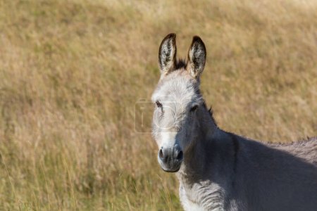 Foto de Bonito burro de cerca en el prado de las montañas - Imagen libre de derechos