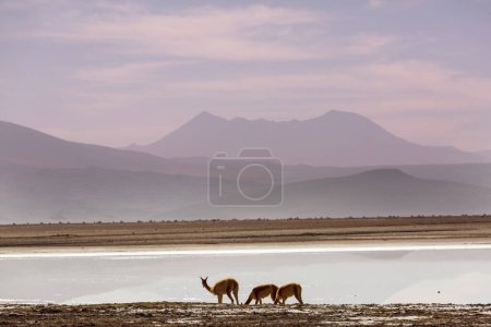 Photo for Wild vicunas in Bolivia, South America - Royalty Free Image