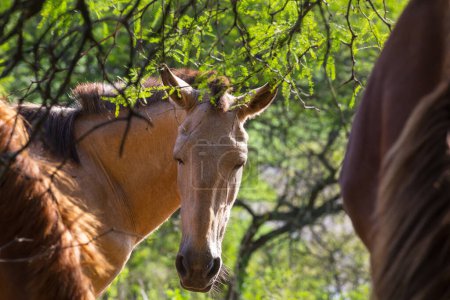 Téléchargez les photos : Cheval parmi les arbres sur la prairie verte - en image libre de droit