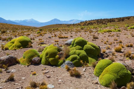 Téléchargez les photos : Paysages pittoresques du nord du Chili, désert d'Atacama. Beaux paysages naturels inspirants. - en image libre de droit