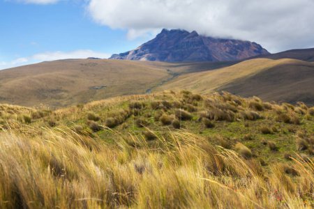 Foto de Hermosos paisajes al atardecer: hierba y valla en la pampa sudamericana, Chile - Imagen libre de derechos