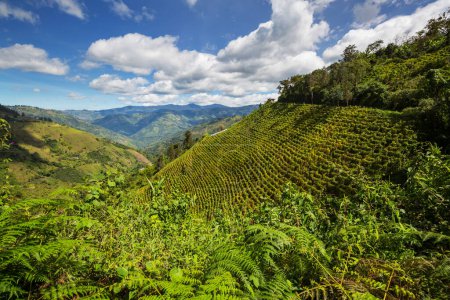 Téléchargez les photos : Beaux paysages ruraux verdoyants dans une montagne en Équateur, Amérique du Sud - en image libre de droit
