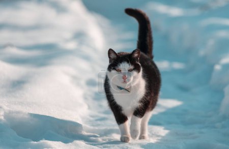 Téléchargez les photos : Chat dans la neige en hiver - en image libre de droit
