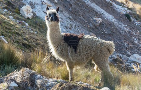 Photo for Peruvian alpaca in Andes, Peru, South America - Royalty Free Image