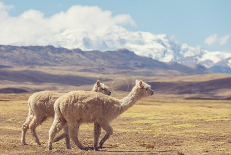 Téléchargez les photos : Alpaga mignon en Andes, la Bolivie, Amérique du Sud - en image libre de droit