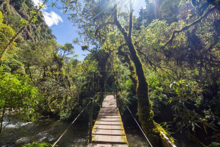 Téléchargez les photos : Pont suspendu dans la jungle tropicale - en image libre de droit
