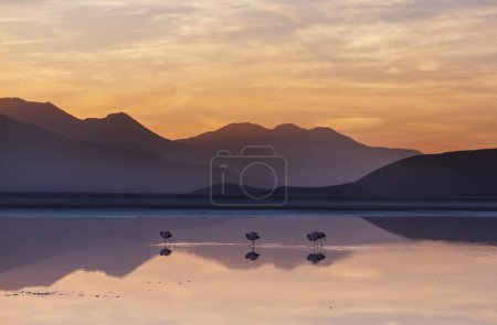 Foto de Flamenco en el lago al amanecer del Altiplano boliviano fauna naturaleza desierto - Imagen libre de derechos
