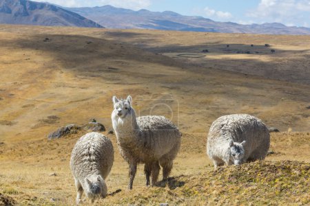 Téléchargez les photos : Alpaga péruvien en Andes, Pérou, Amérique du Sud - en image libre de droit